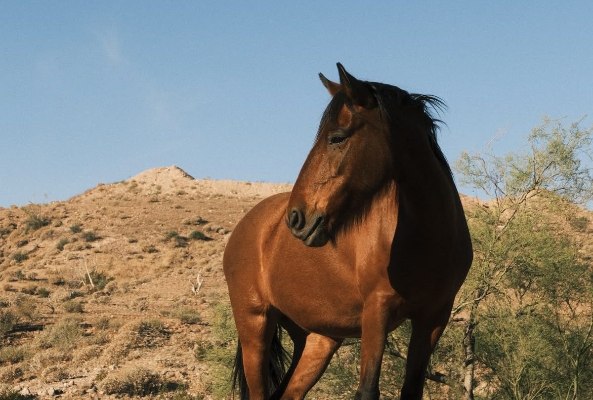 A horse on the ranch, animal care and supply